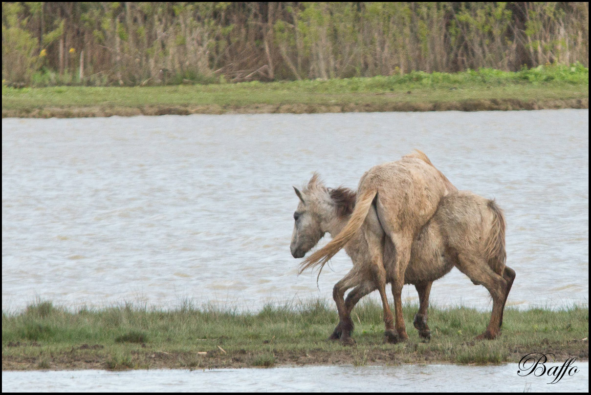 Puledri Camargue al gioco